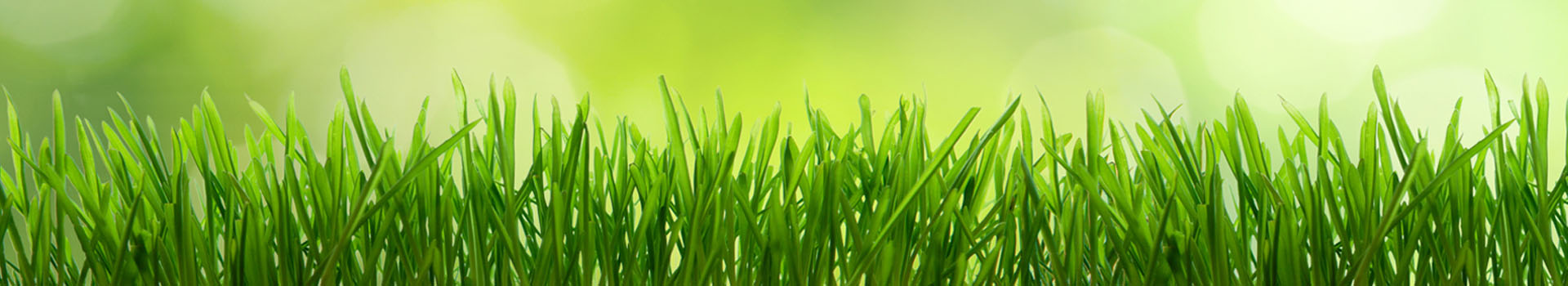 Prato verde spezzato da raggi di sole, erba alta e fresche tonalità di verde, atmosfera luminosa e naturale.